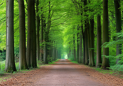 Eastern Flanders, green trees either side of path