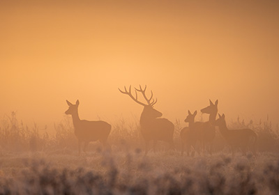 Misty field with deer in the background