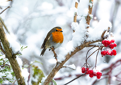 Robin sat on branch