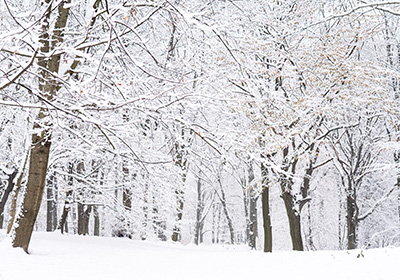 Snowy trees